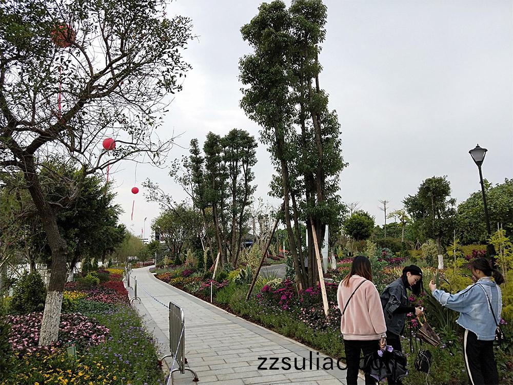 東(dong)莞(guan)市蔴(ma)湧鎮(zhen)華陽(yang)湖帶(dai)狀(zhuang)公(gong)園綠(lv)化工(gong)程(cheng)項目